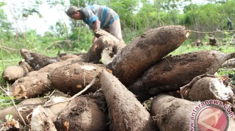BRIN Calls Cassava Potential as Indonesia’s Strategic Sustainable Commodity