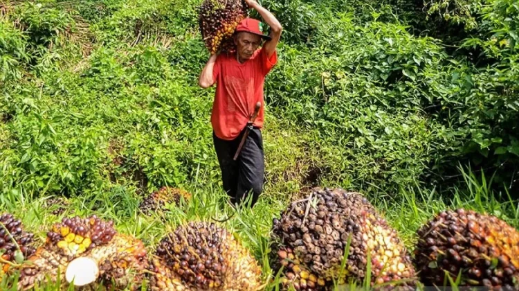 Indonesia’s Palm Oil Exports Surge 26.4 Percent to USD 4.69 Billion