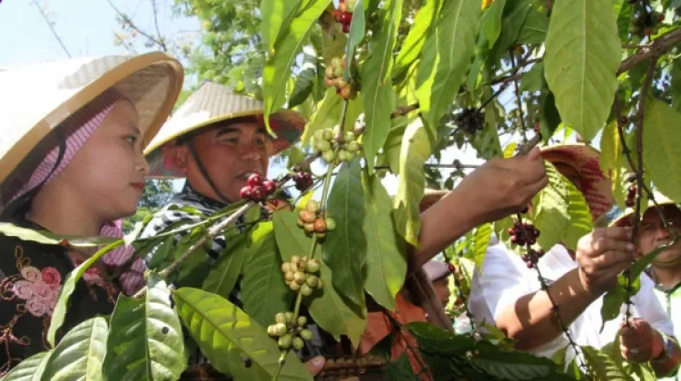Robusta Coffee of Tempur Village Aims for Geographical Indication Recognition