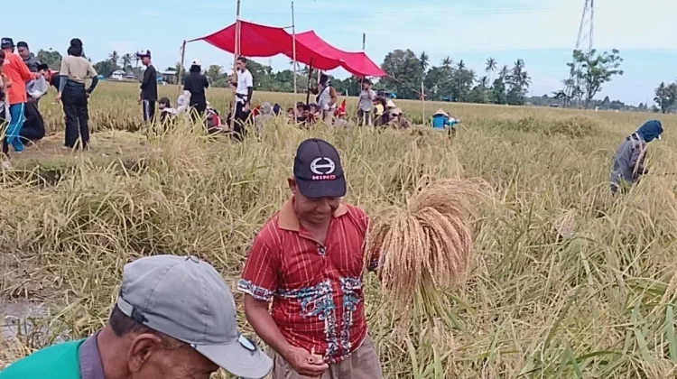 Marusu Kingdom Safeguards Heritage with Ancient "Katto Bokko" Harvest Festival