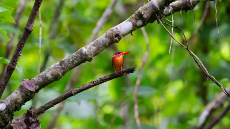 Sulawesi Leads Indonesia with 159 Endemic Bird Species