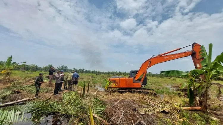 Illegal Palm Oil Cleared to Save North Sumatra’s Mangrove Sanctuaries