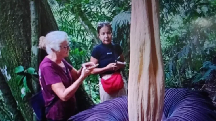 Rare Giant Corpse Flower Blooms in Agam, Drawing Global Tourists to West Sumatra