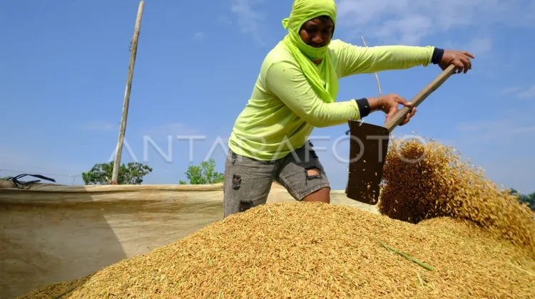 Indonesia Eyes Global Food Dominance as National Reserves Surge Threefold