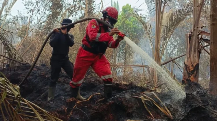 Smoke Still Rising, Teams Intensify Peat Fire Extinguishing Efforts in Riau