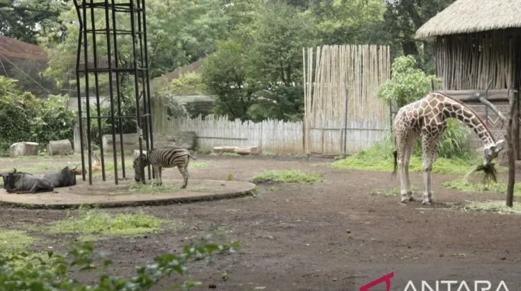 Lawmaker Demands Transparent Selection for New Bandung Zoo Operator