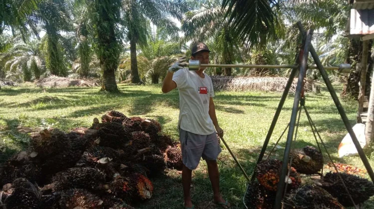 House Urges Govt to Safeguard Farmers’ Welfare in B50 Implementation