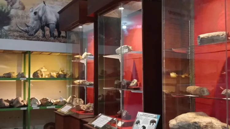 BRIN Discovers 1.8 Million-Year-Old Fossils at Bumiayu Archaeological Site