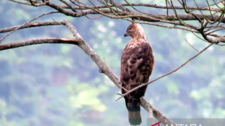 New Eagle Garda Nusantara Symbolizes Indonesia's Nature Conservation