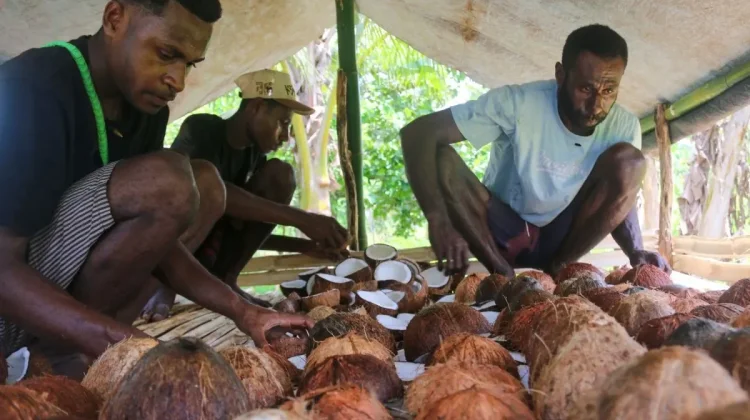 Merauke Farmers Trained to Produce Export Quality Copra