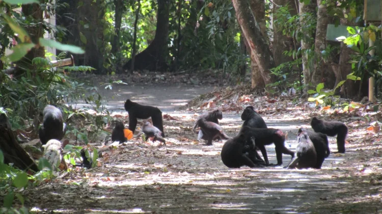 WWF Calls for Overhaul of Forest Financing to Meet Sustainability Goals