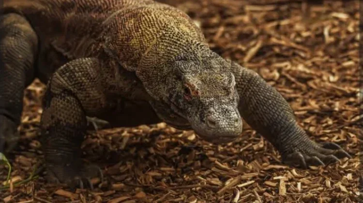 BBKSDA NTT Monitors Wild Komodo Movements in East Manggarai