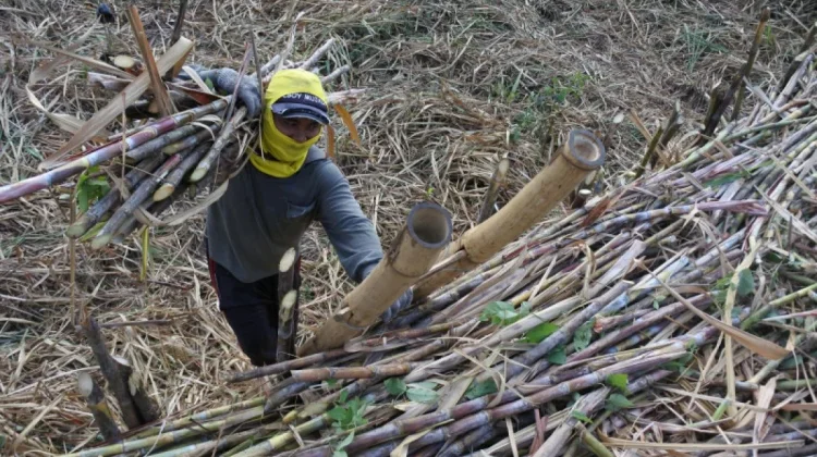Indonesia’s Sugar Production Rises to 2.67 Million Tons in 2025: BPS