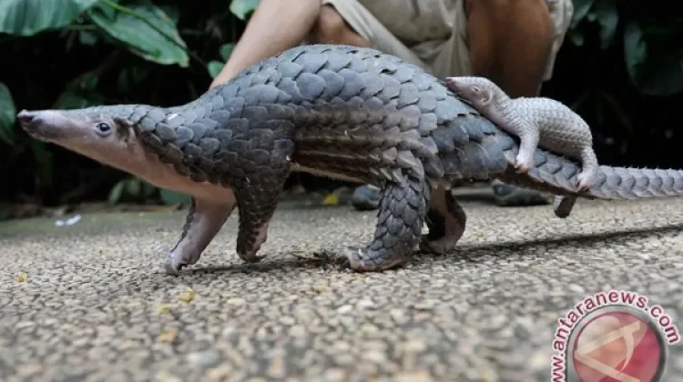 Authorities Seize 22 kg of Pangolin Scales in Medan