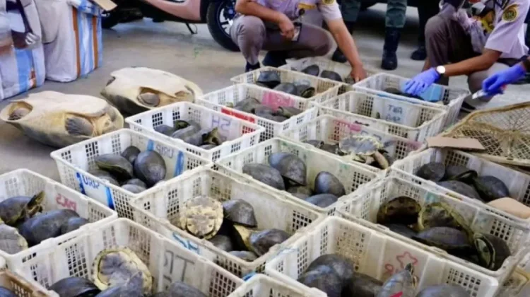 Quarantine Authorities Shield Endangered Turtles from Illegal Trade Network