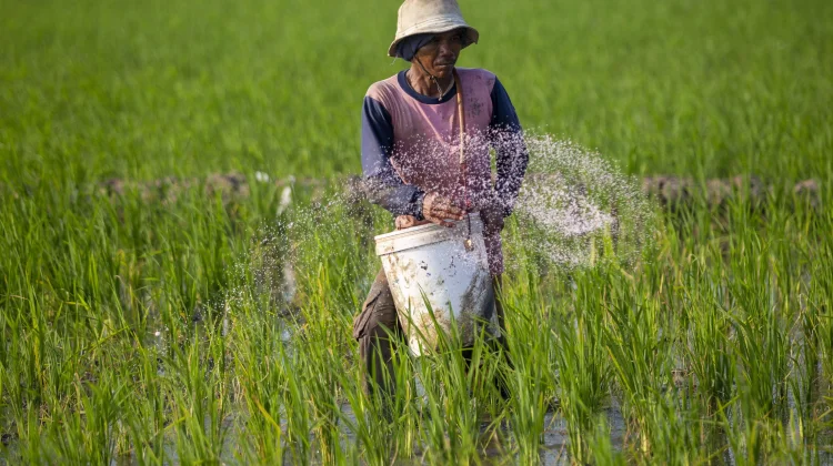 Indonesian Researcher Explores Greener Path to Fertilizer Production
