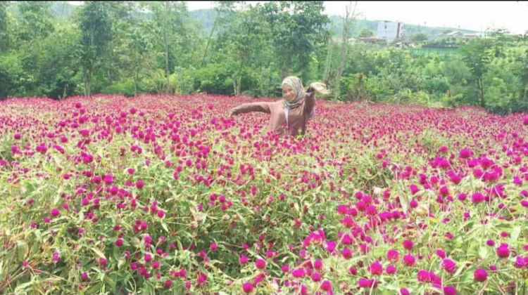 Beta Agrowisata Goes Viral With Aesthetic Mountain Floral Landscapes