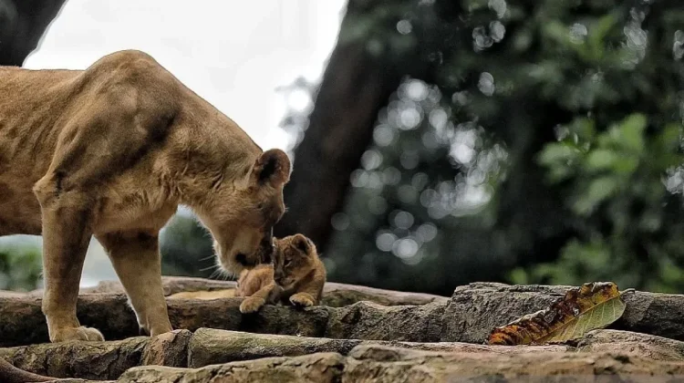 Bandung City Administration Recruits New Management for Bandung Zoo