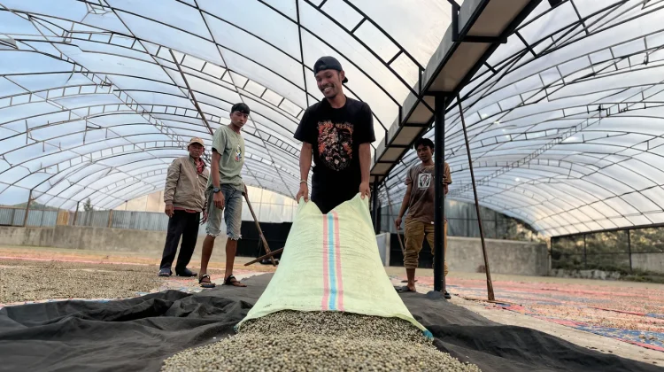Aceh’s First Gayo Coffee Export Sends 19 Tons to US