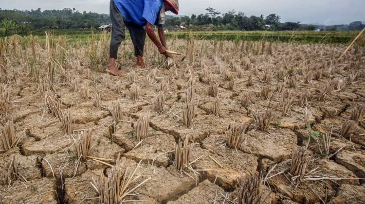 House Urges Review of Rice Reserve Plan Amid Drought Risk