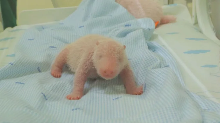 Panda Birth Strengthens Indonesia-China Conservation Partnership