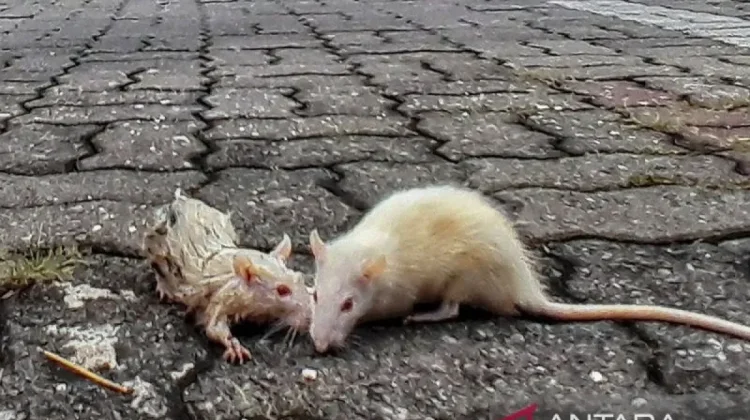 BRIN Warns of Potential Plague Reemergence in Indonesia