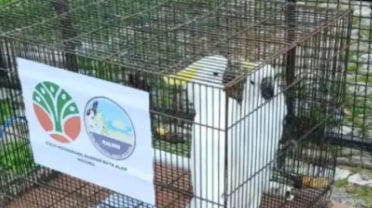 BKSDA Maluku and BRIN Release Rescued Cockatoos into Karangguli Customary Forest
