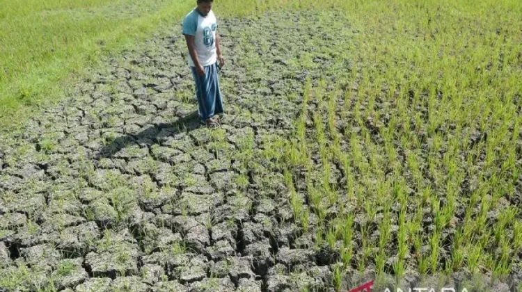 BMKG Dismisses Misleading Terms in 2026 Dry Season Forecast