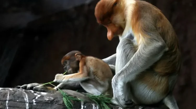 Batu Secret Zoo Monitors Growth of Newborn Proboscis Monkey