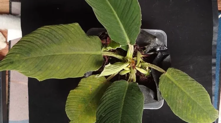 BRIN Discovers Three New Endemic Homalomena Species in Sumatra