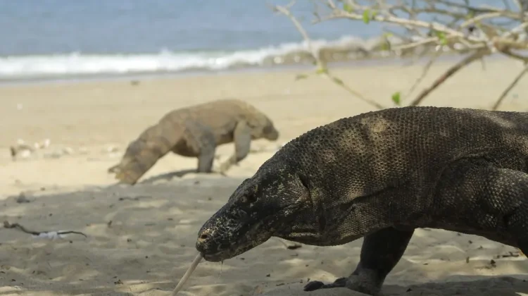 Labuan Bajo Promotes Mainland Tourism Amid Komodo Visitor Limits