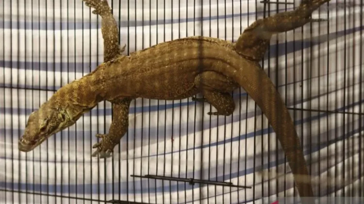 East Java Police Bust Syndicate Smuggling Komodo Dragons and Wildlife