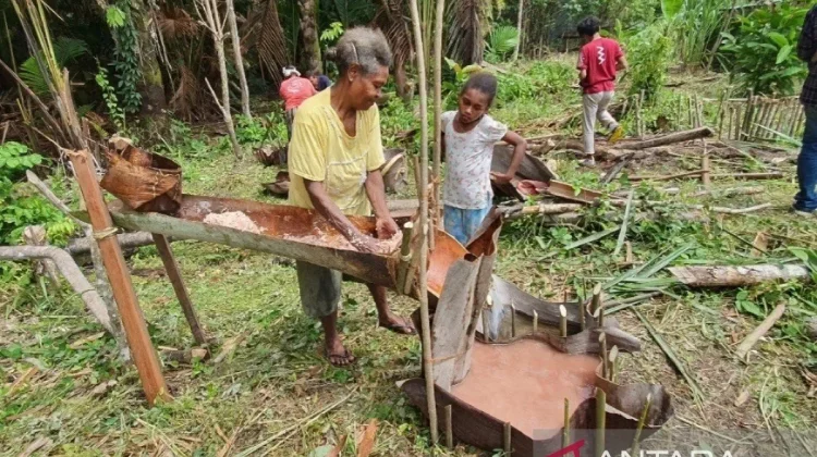 Ministry of Law Pushes for Sago Certification via Papua Sago Festival
