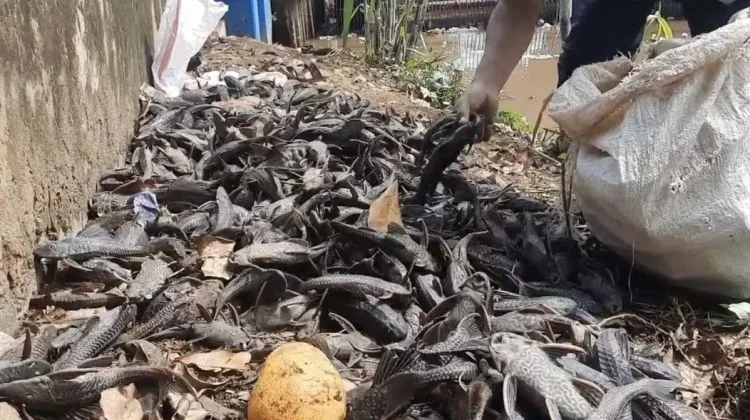 Invasive Suckermouth Catfish Threatens Jakarta’s Water Ecosystems