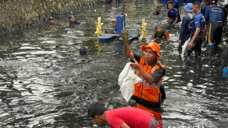 Jakarta Intensifies Cleanup of Invasive Sapu-sapu Fish Across Five Districts