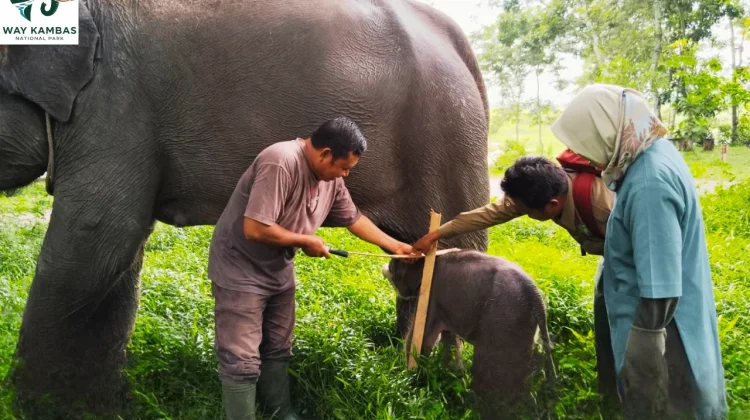 Lawmaker Urges Stricter Forest Surveillance in Lampung Conservation Areas
