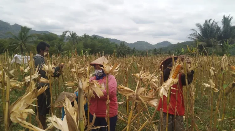 President Prabowo’s Three New Policies to Boost Food Security