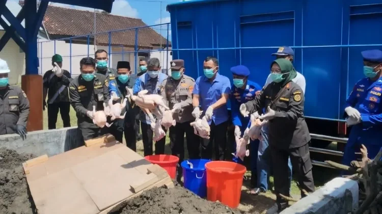 NTB Authorities Destroy 5.96 Tons of Undocumented Chicken Meat