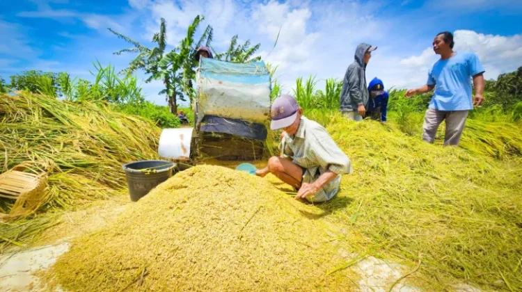 Indonesia Confirms Food Security Amid El Nino Concerns