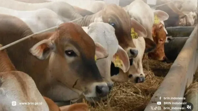 Garlic-Based Innovation Shows Promise in Cutting Livestock Methane Emissions