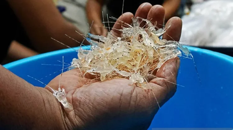 Navy Thwarts USD 145K Lobster Seed Smuggling Attempt in Cilacap