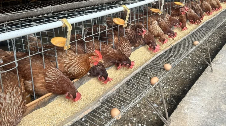 Indonesian Poultry Exports to Reach 545 Tons by 2026: Govt
