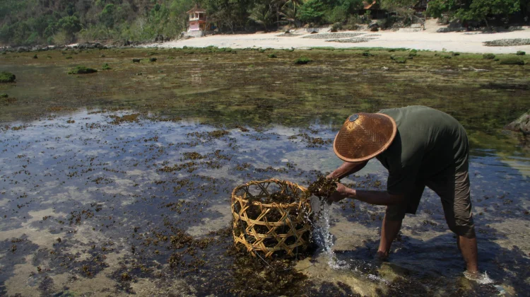 Cassava and Seaweed Can Be Used for Bioplastics: Lawmaker