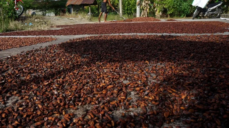 Govt Accelerates Cocoa Industry Downstreaming Through Product Export