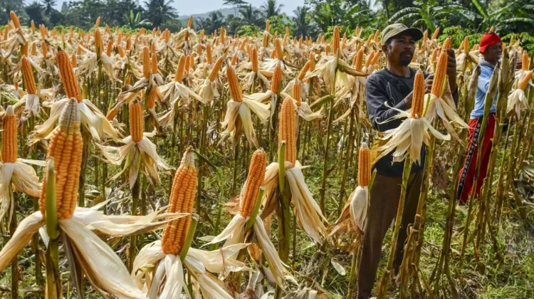 Pertamina-Toyota Partnership Boosts National 2G Bioethanol Development