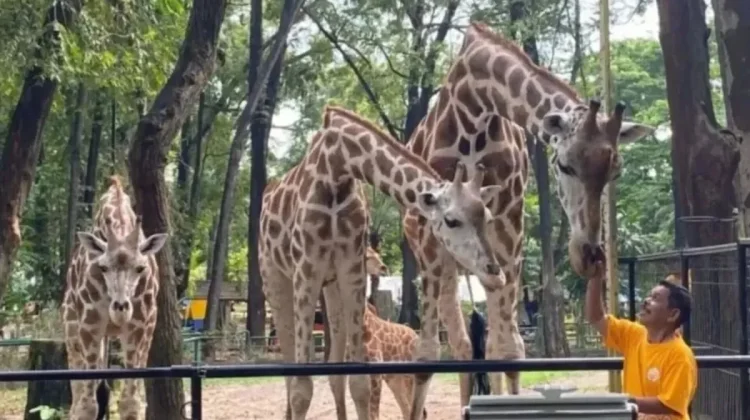 Ragunan Park Adopts Five Freedoms for Animal Welfare