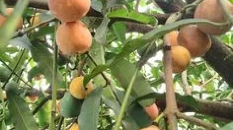 Papua’s Bisbul Discovery Adds New Subspecies to Indonesia’s Biodiversity Record