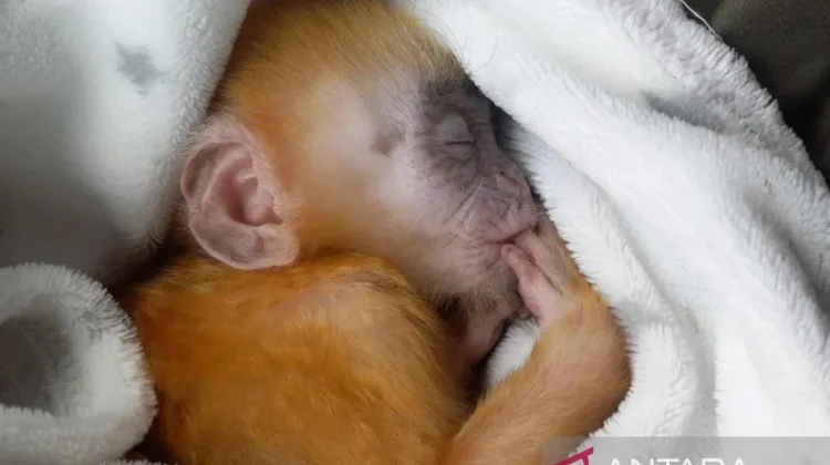 BKSDA Bali Rescues Protected Kite and Infant Javan Langur