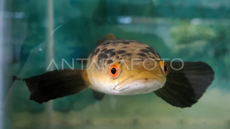 BRIN Drives Snakehead Fish Downstream Industry for Health and Economy