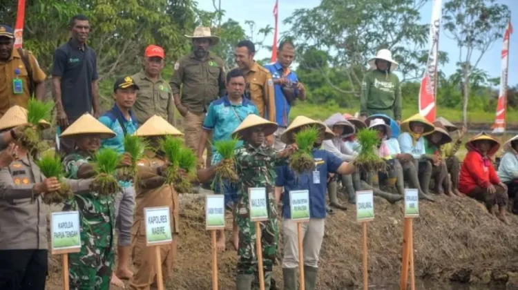 Nabire Regency Cultivates Biofortified Rice to Combat Stunting